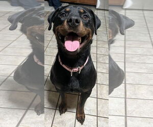Rottweiler Dogs for adoption in Hillsboro, NH, USA