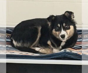 Australian Shepherd-Unknown Mix Dogs for adoption in Anchorage, AK, USA