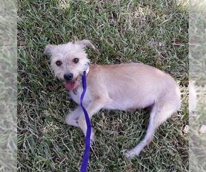 Cairn Terrier Dogs for adoption in Houston, TX, USA