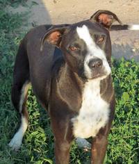 American Pit Bull Terrier Dogs for adoption in Peralta, NM, USA