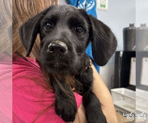 Labrador Retriever-Unknown Mix Dogs for adoption in Washington, DC, USA