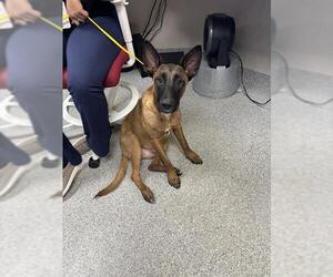 Mutt Dogs for adoption in Pasadena, TX, USA