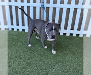 American Pit Bull Terrier Dogs for adoption in Modesto, CA, USA
