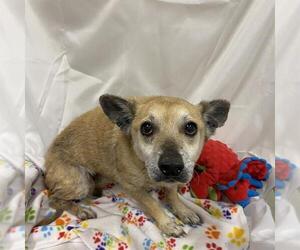 American Bulldog-Border Collie Mix Dogs for adoption in Modesto, CA, USA