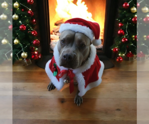 Mutt Dogs for adoption in Vail, AZ, USA