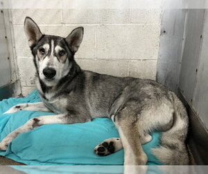 Siberian Husky Dogs for adoption in San Bernardino, CA, USA
