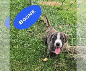 Mutt Dogs for adoption in Wenonah, NJ, USA