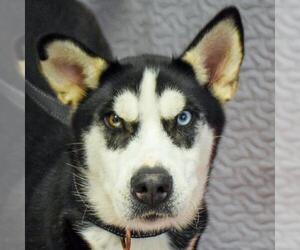 Australian Shepherd-Siberian Husky-Unknown Mix Dogs for adoption in Huntley, IL, USA