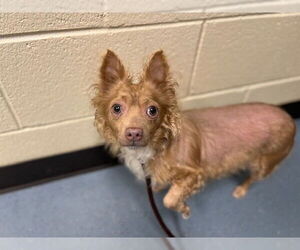 Dachshund Dogs for adoption in Denver, CO, USA
