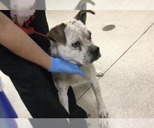 American Pit Bull Terrier-Unknown Mix Dogs for adoption in Riverside, CA, USA