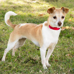 Rat-Cha Dogs for adoption in Marina del Rey, CA, USA