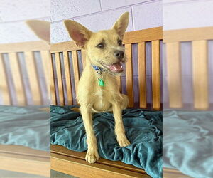 Border Terrier-Unknown Mix Dogs for adoption in Genesee, WI, USA