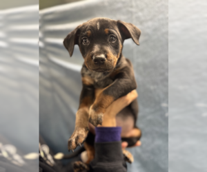 Mutt Dogs for adoption in Elmsford, NY, USA