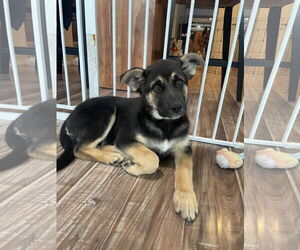 German Shepherd Dog Dogs for adoption in Seattle, WA, USA