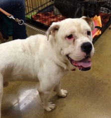 Bulldog-Unknown Mix Dogs for adoption in Pipe Creek, TX, USA