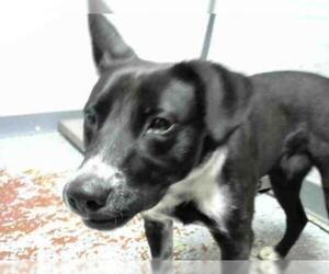 Borador Dogs for adoption in Atlanta, GA, USA