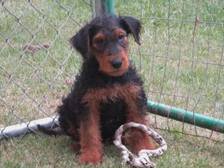 Airedale Terrier Dogs for adoption in Pawtucket, RI, USA