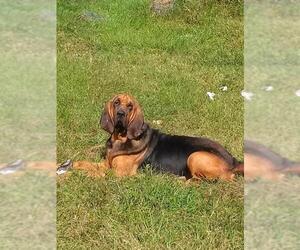 Bloodhound Dogs for adoption in Oviedo, FL, USA