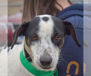 Jack-A-Bee Dogs for adoption in Huntley, IL, USA