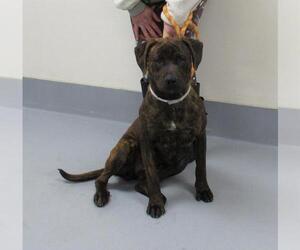Plott Hound Dogs for adoption in Louisville, KY, USA
