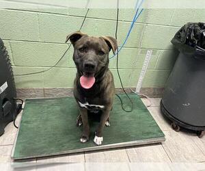 Labrador Retriever-Unknown Mix Dogs for adoption in Grand Prairie, TX, USA