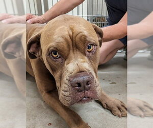 Boxer-Unknown Mix Dogs for adoption in Jackson, CA, USA