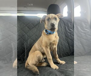Mutt Dogs for adoption in Candler, NC, USA