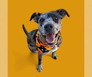 Catahoula Leopard Dog-Unknown Mix Dogs for adoption in Bakersfield, CA, USA