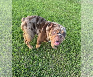 Bulldog Dogs for adoption in New Orleans, LA, USA