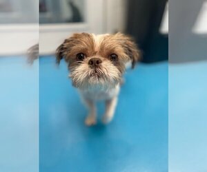 Mal-Shi Dogs for adoption in Muskegon, MI, USA