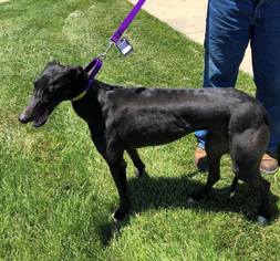 Greyhound Dogs for adoption in Independence, MO, USA