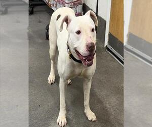 Mutt Dogs for adoption in Forestville, MD, USA