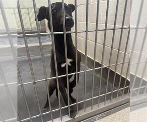 Mutt Dogs for adoption in Upland, CA, USA