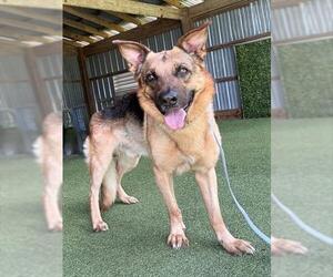 German Shepherd Dog Dogs for adoption in Naples, FL, USA