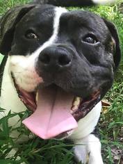 American Pit Bull Terrier-Unknown Mix Dogs for adoption in Media, PA, USA