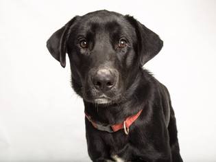 Medium Photo #1 Labrador Retriever Puppy For Sale in Franklin, TN, USA