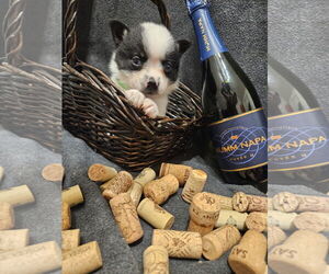 Pomimo Dogs for adoption in Princeton, MN, USA