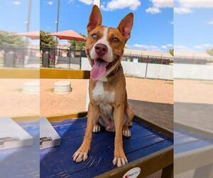 American Staffordshire Terrier-Unknown Mix Dogs for adoption in San Antonio, TX, USA