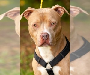 American Pit Bull Terrier Dogs for adoption in Johnson City, TN, USA