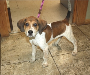 Bluetick Coonhound-Unknown Mix Dogs for adoption in Ripley, WV, USA