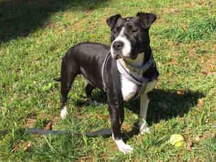 American Pit Bull Terrier Dogs for adoption in Atlanta, GA, USA