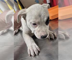 Mutt Dogs for adoption in Bakersfield, CA, USA
