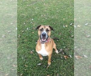 Boxer-German Shepherd Dog Mix Dogs for adoption in Mattoon, IL, USA