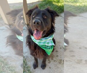 Chow Chow-Retriever  Mix Dogs for adoption in Pacifica, CA, USA