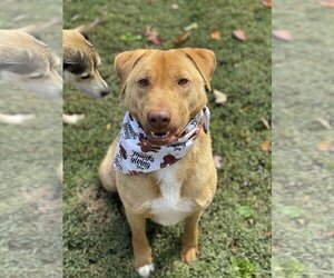 Labralas Dogs for adoption in Jefferson, NJ, USA