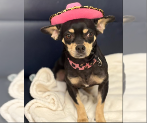 Chihuahua-Unknown Mix Dogs for adoption in Cranston, RI, USA