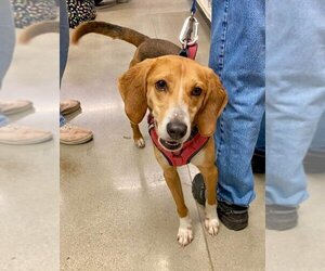 Mutt Dogs for adoption in Fairfax, VA, USA