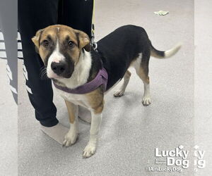 Retriever -Unknown Mix Dogs for adoption in Washington, DC, USA