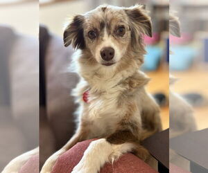 Australian Shepherd-Unknown Mix Dogs for adoption in Farmington, MN, USA