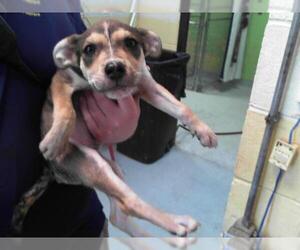 Labrador Retriever-Plott Hound Mix Dogs for adoption in Tulsa, OK, USA